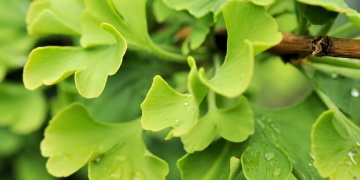 Ginkgo biloba – již dnes Vás připraví na kvalitní stáří